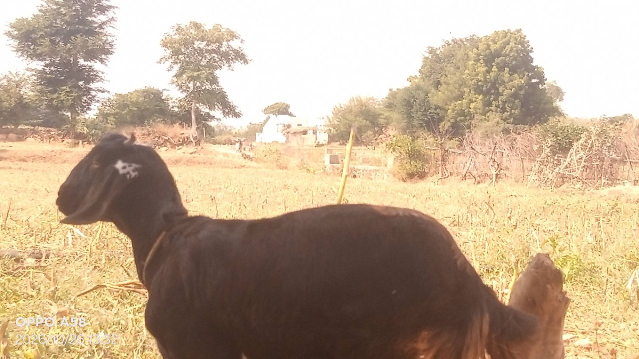 Hamare gaav