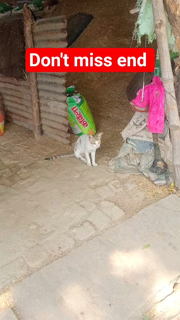 Talking with Cute cat