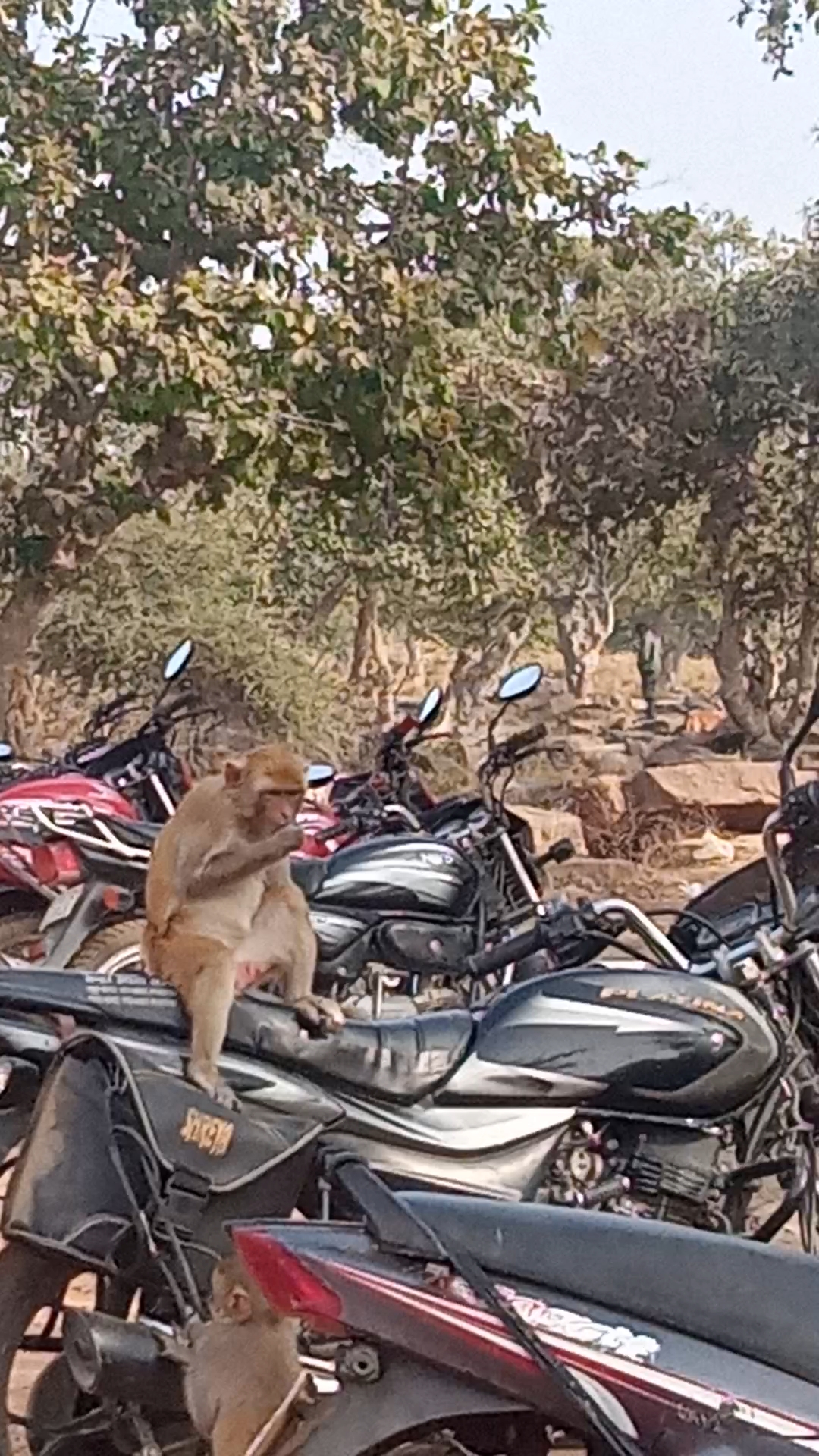 Cute monkey