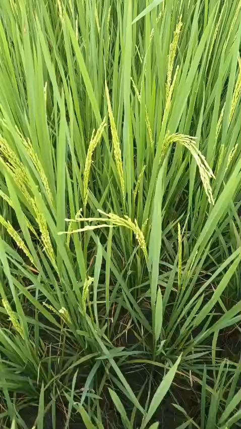 Dhan ki kheti