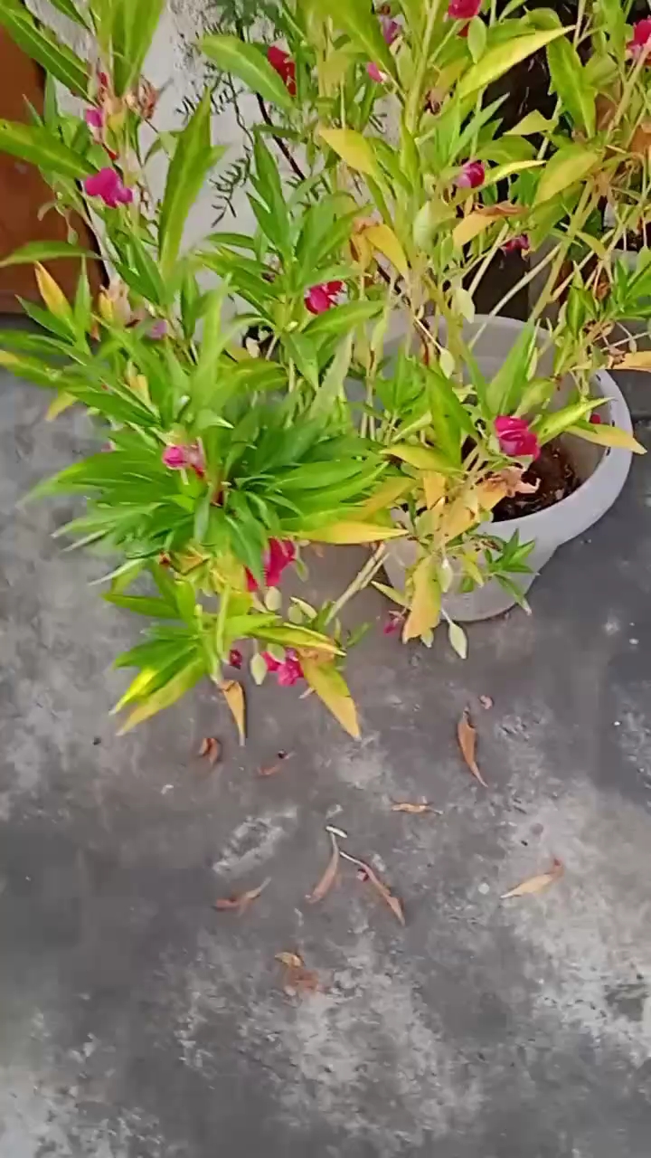 बिना पैसे खर्च किए इकट्ठा करें बल्सम के बीज 😍
