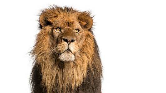 Sher Ka Bacha