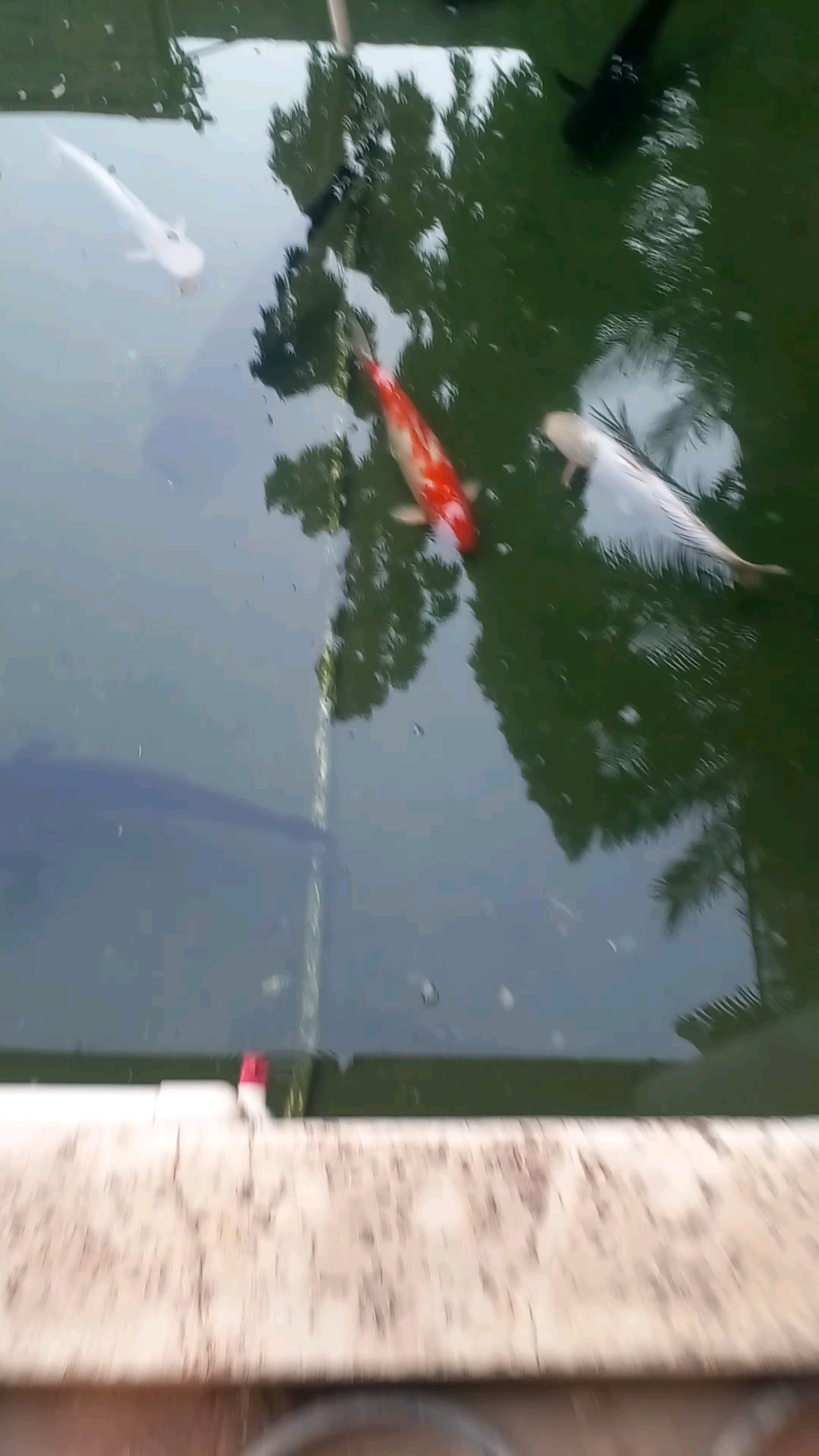 Color fish # hashtge