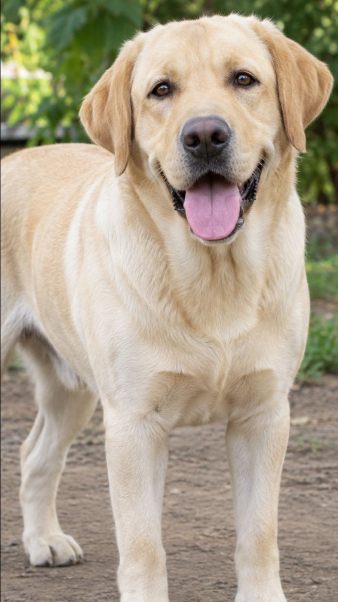 Dogs are funny