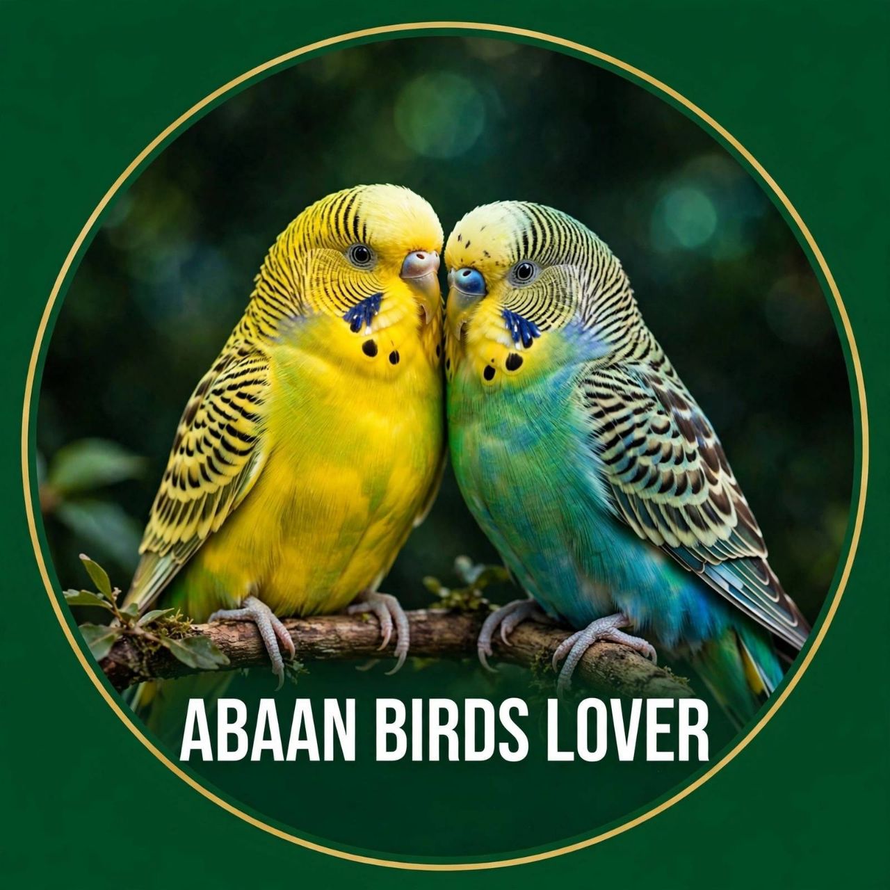 Abaan Birds Lover on Bideo