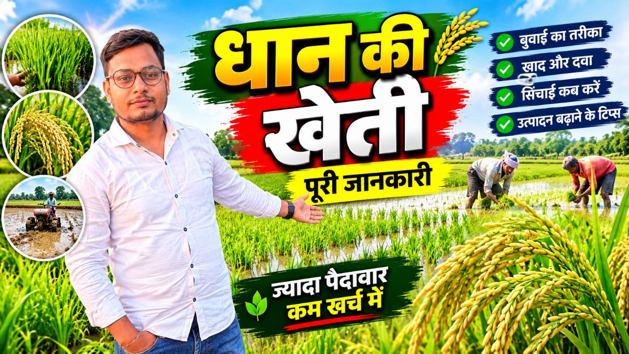 Dhaan ki kheti