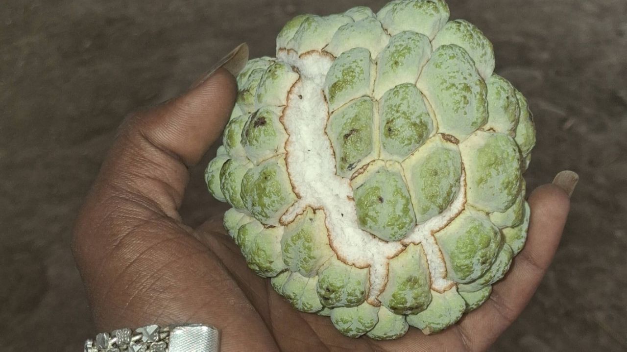 #fruits