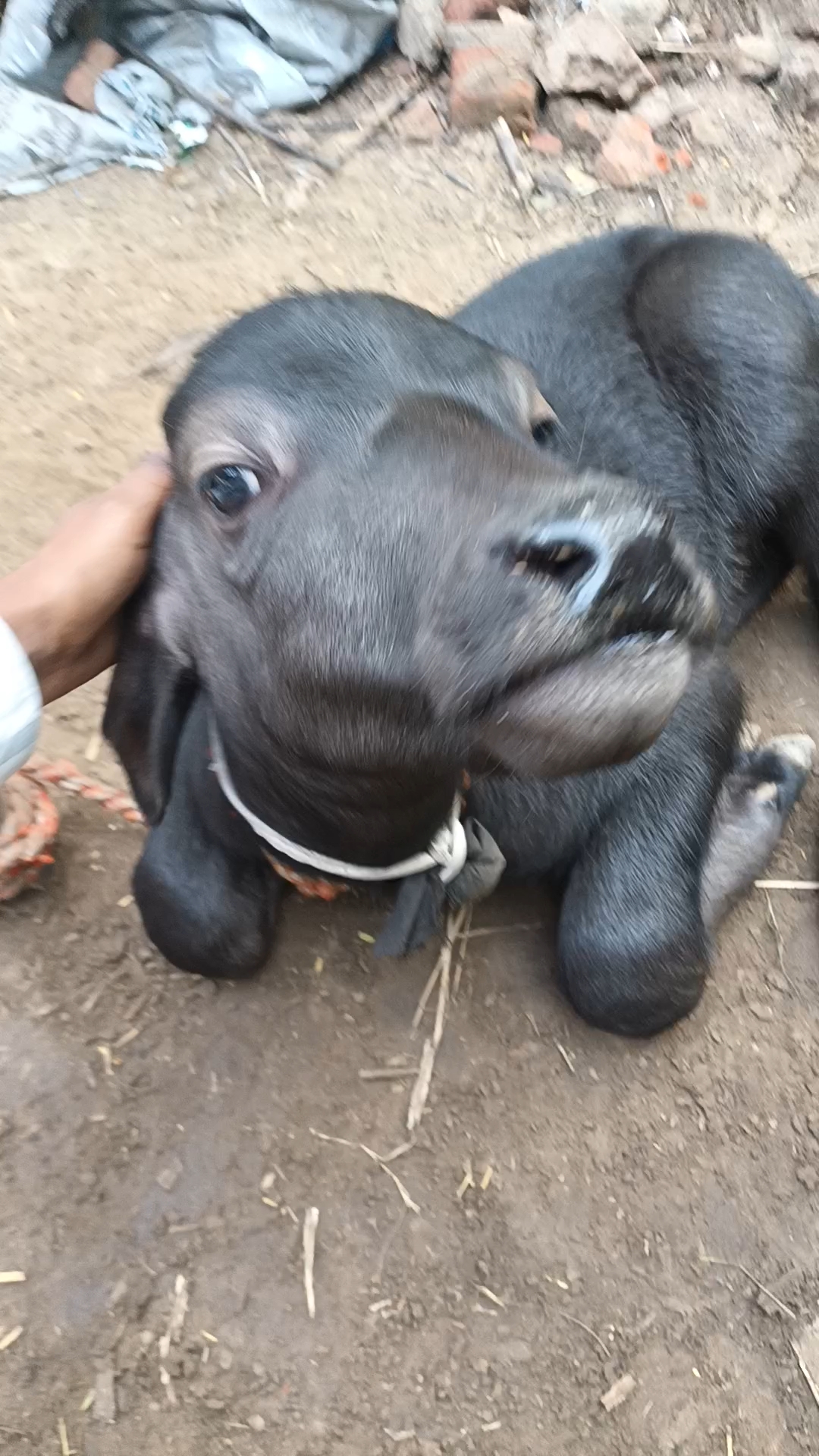 Hamari buffalo 🐃 ka bacha apko kesa laga