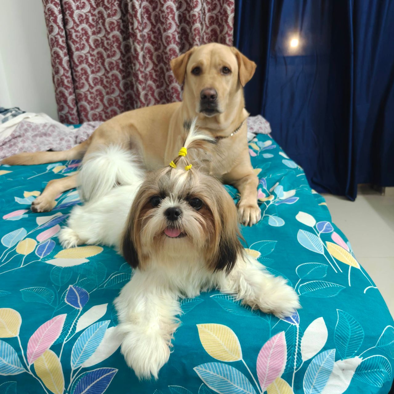 My Paw family on Bideo