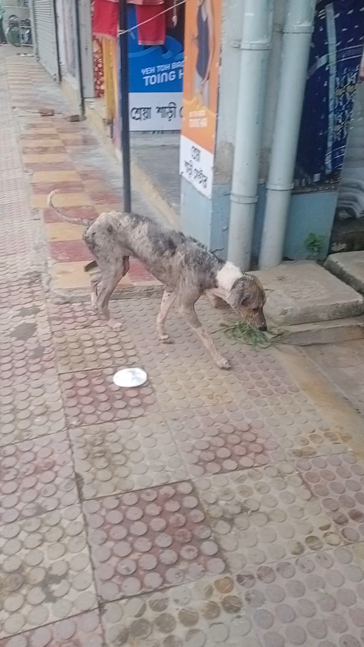 #hungry #i love dog💯 #feeding 🥺them #humanity💔 #fypシ#happiness