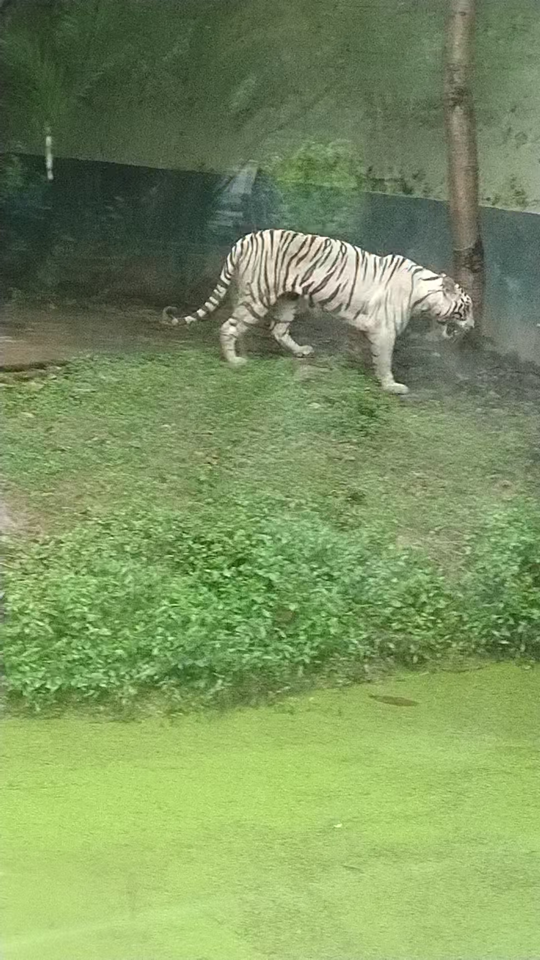 Alipore zoo kolkata