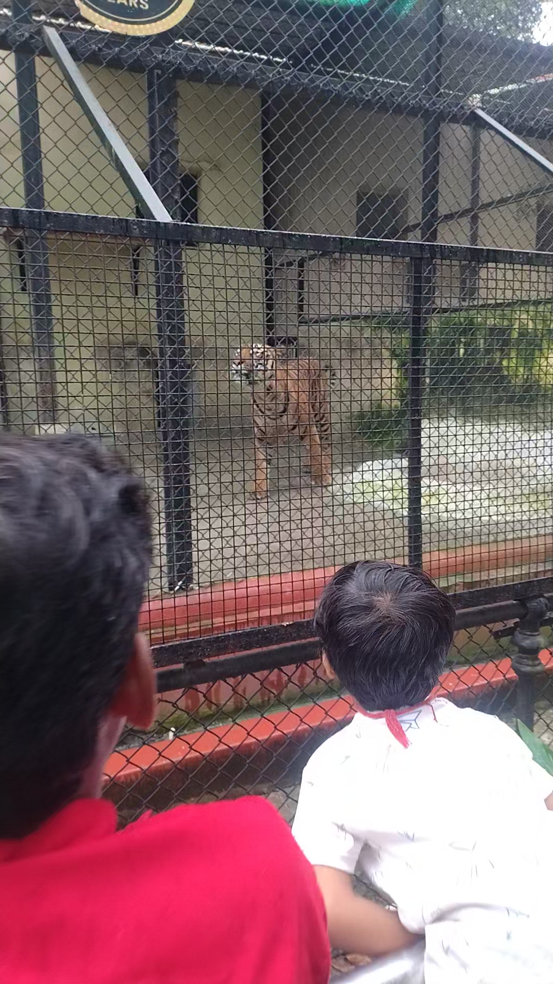 Bengal 🐯🐅🇮🇳🍼