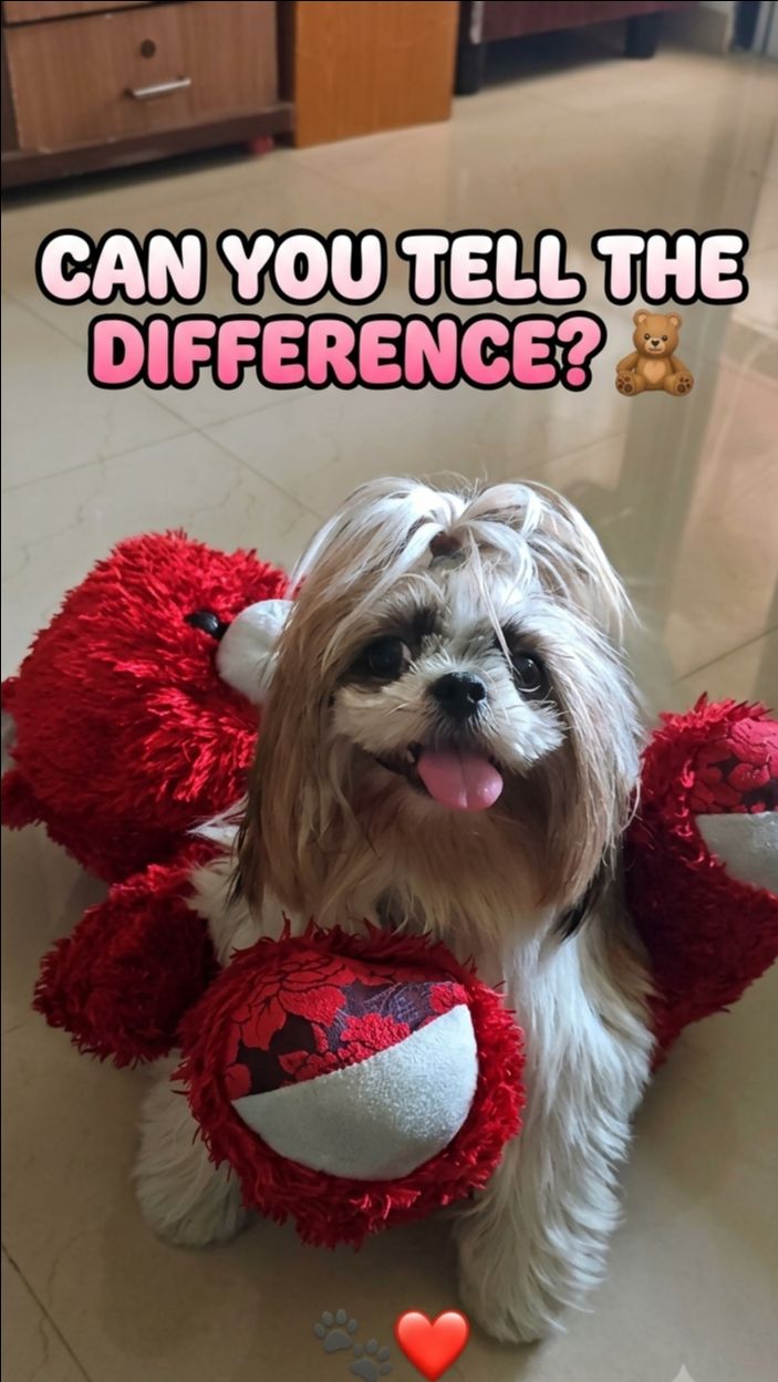 ShihTzu playing with teddy 🧸