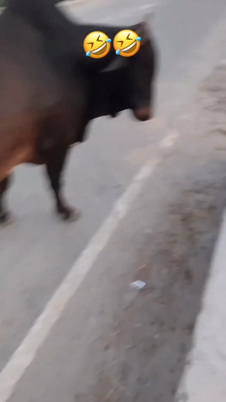 Funny 🤣 video is currently