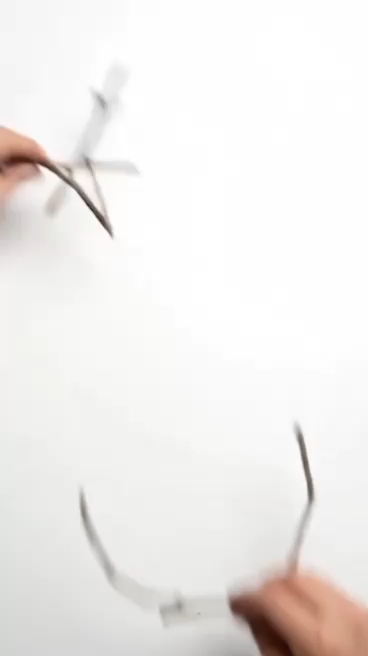 Next Animal?