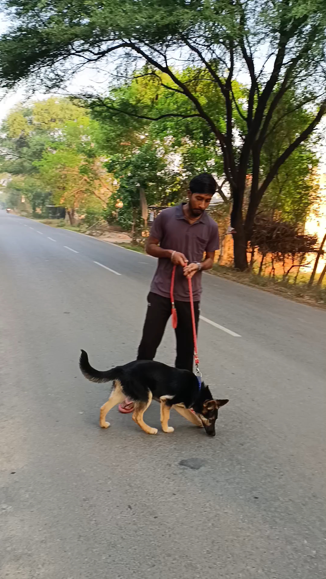 Yah Mera dog Hai German shepherd 6 manth ka hai