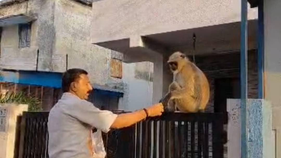 બંદર ને ખવરવા નો આનંદ