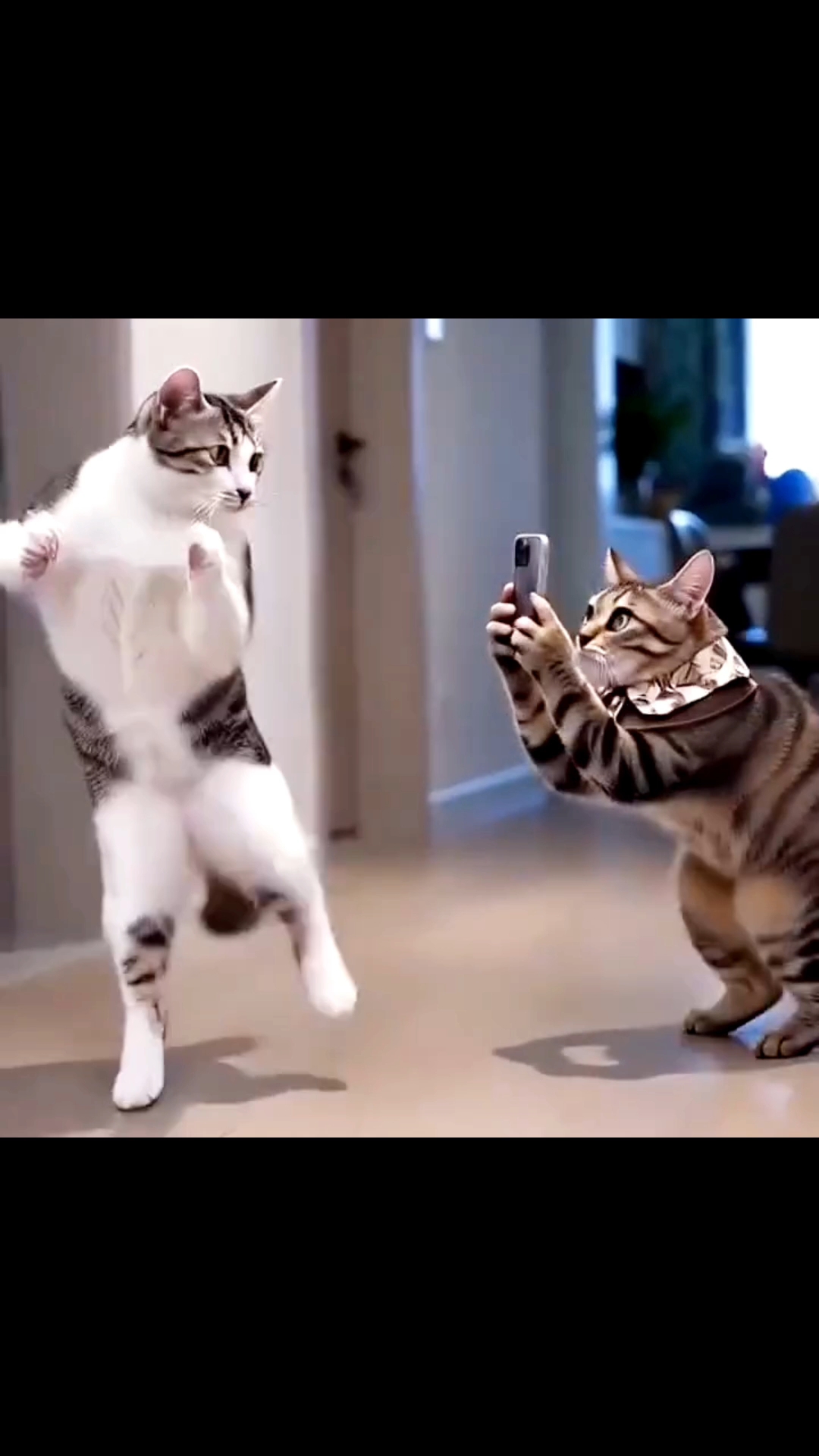 Cat music dance