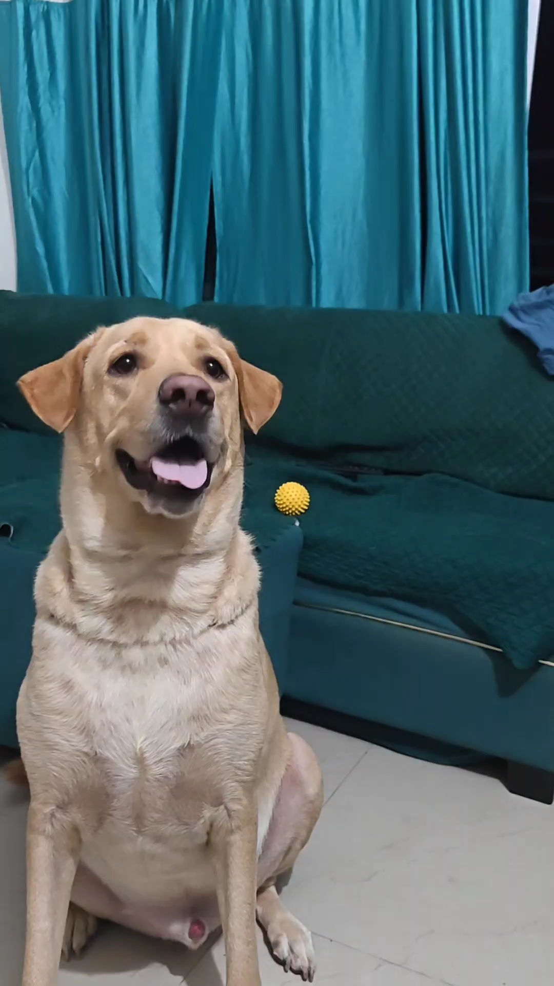 Funny Labrador