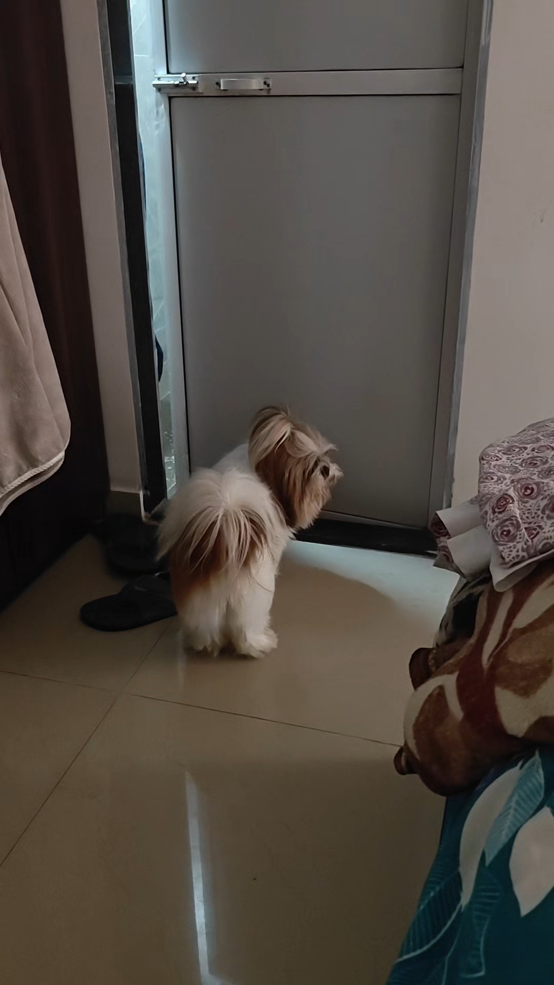 Funny ShihTzu Puppy