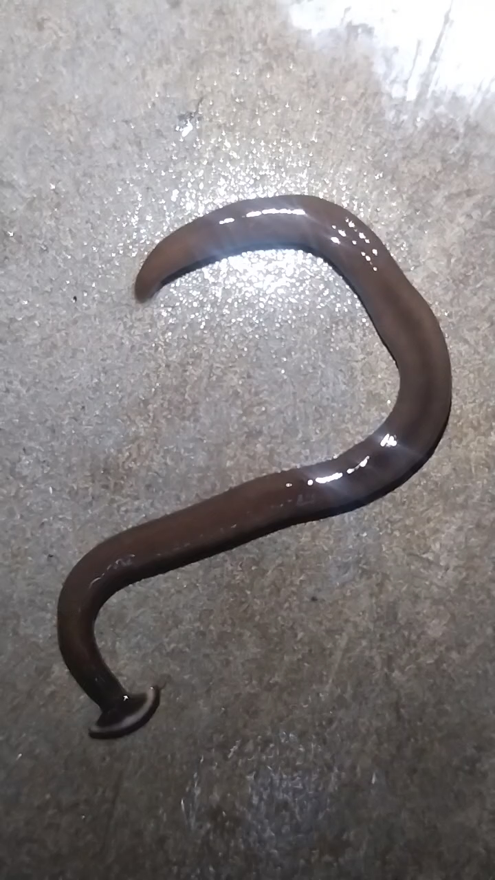 2in2 snacks