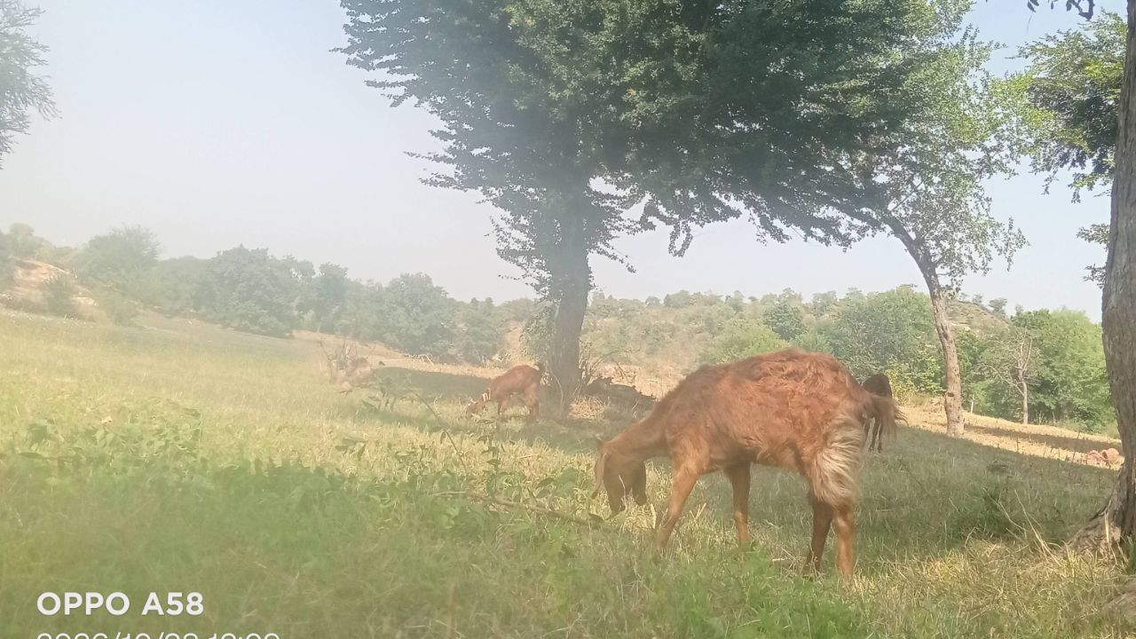 गांव का इंजॉय