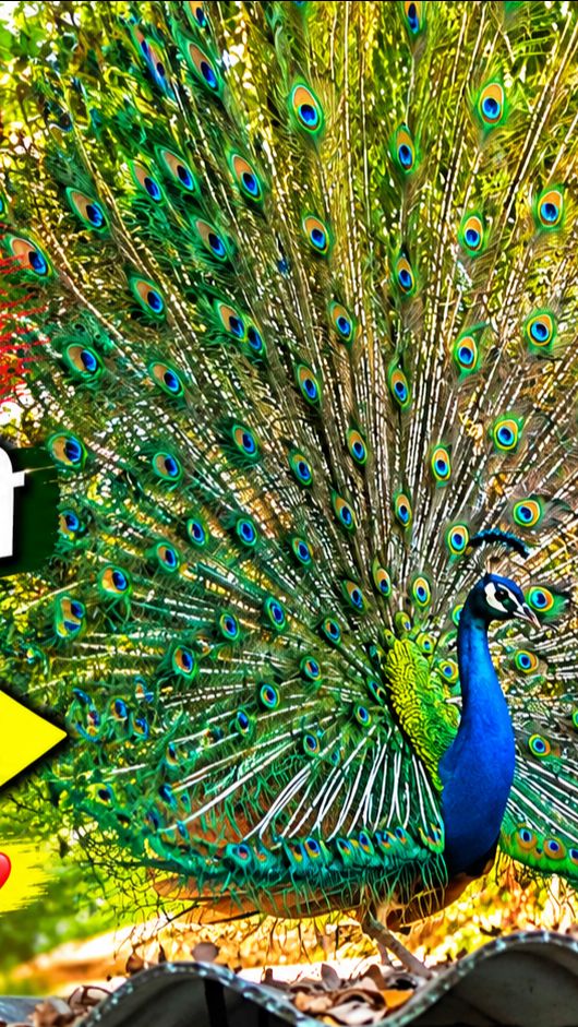 🦚 मोर की खूबसूरती 😍💙 | प्रकृति का अनमोल तोहफा ❤️ | Beautiful Peacock #Shorts #Viral
