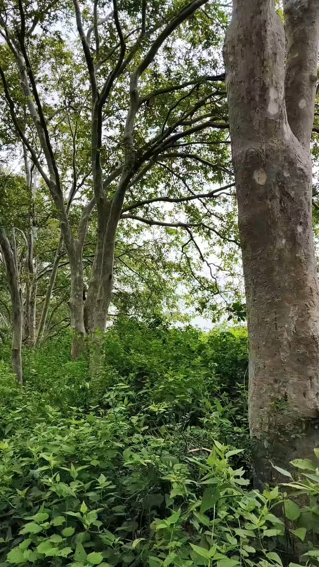 Kudrati nazara 👀