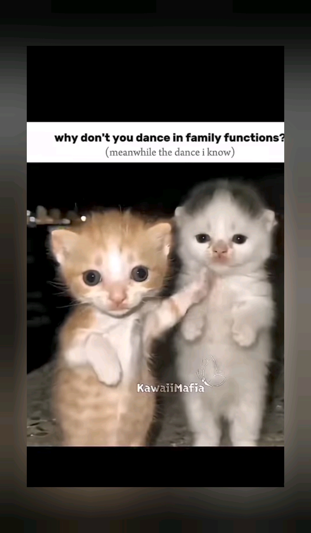 Funny trend | cat duo dance #funnyshort