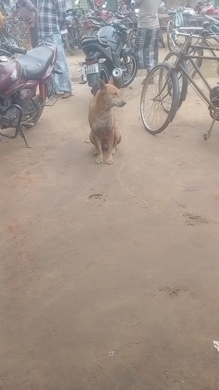 # hungry #dog💯 #help me very #hungry #feeding 🥺them #humanity #fypシ💔 happiness