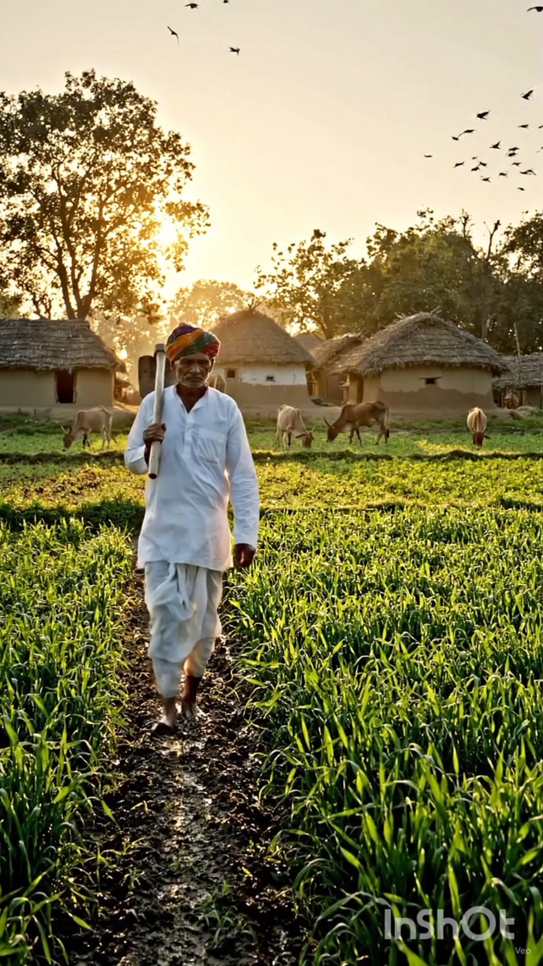🌾 A Farmer’s Life in an Indian Village 🇮🇳 | मेहनत से खुशहाली तक 🚜 #Shorts