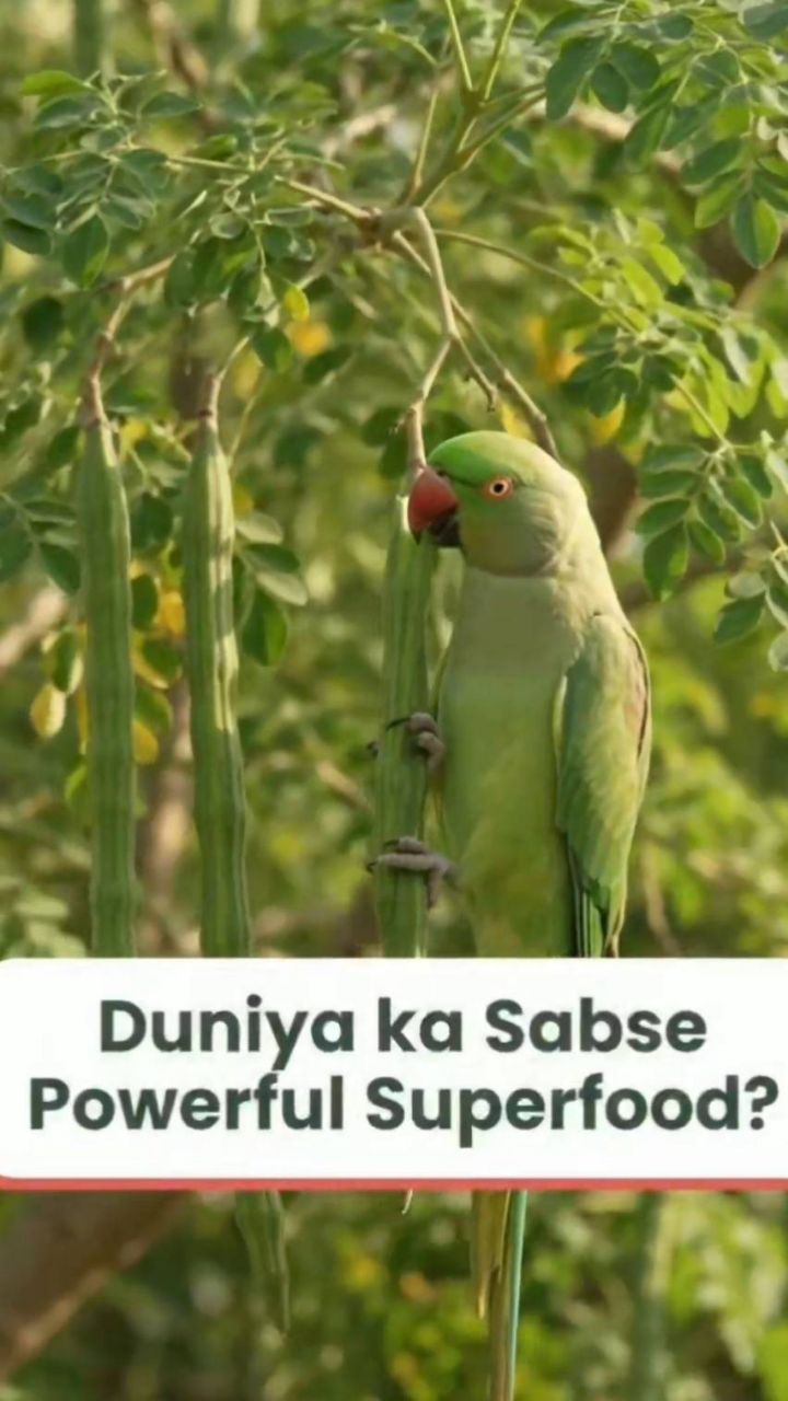 Duniya ka sabse powerful super food