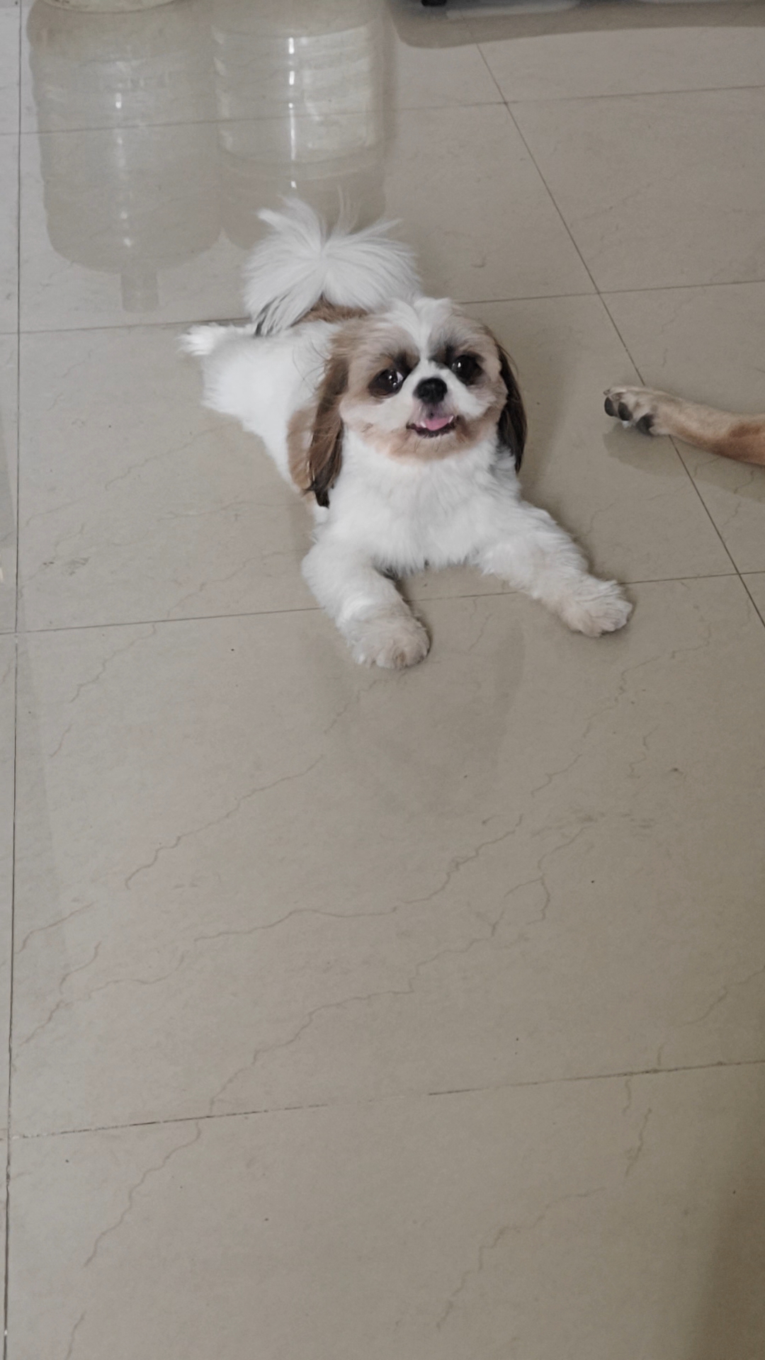 ShihTzu puppy