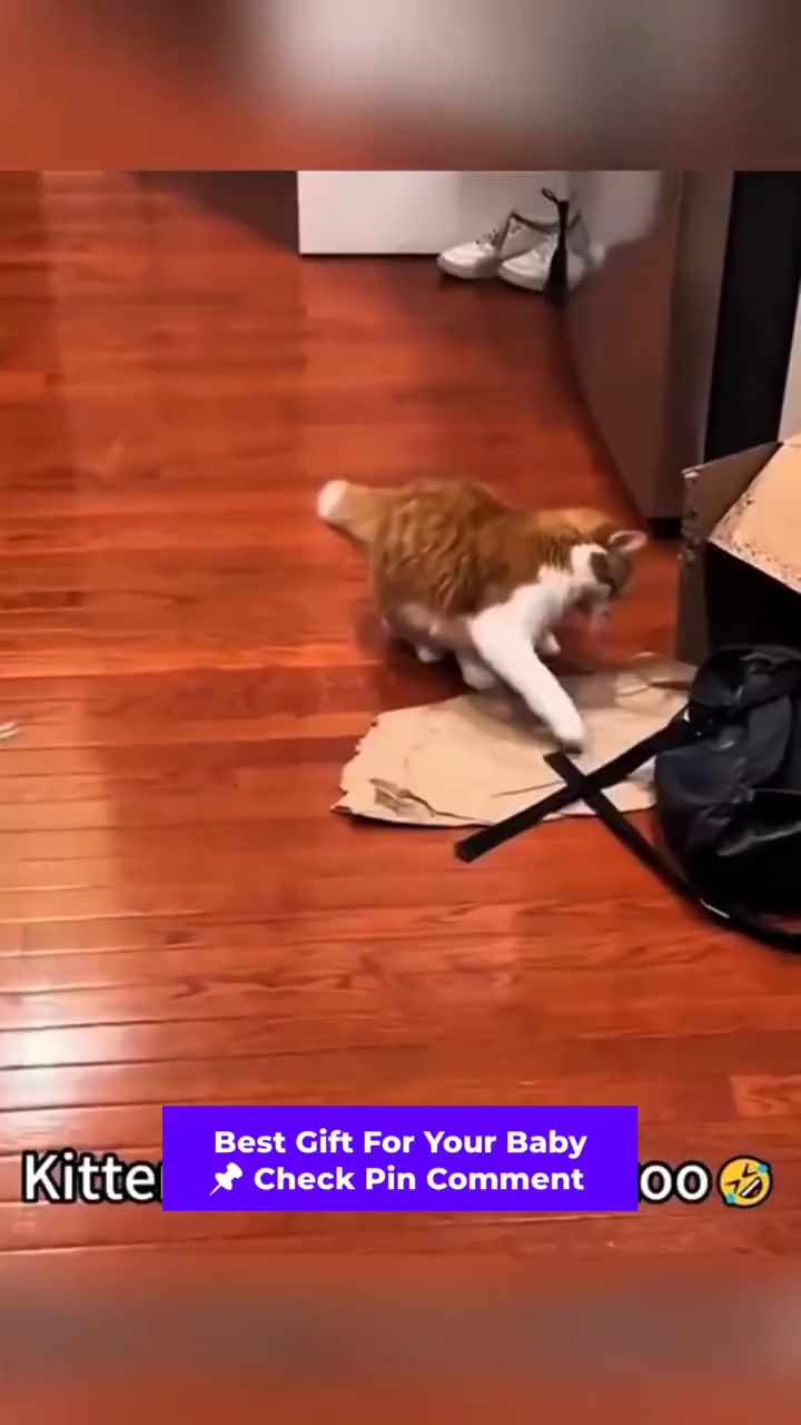 Cats and Dogs funny video