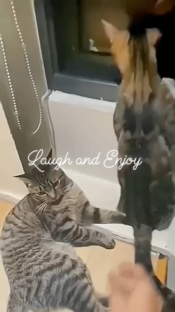 Cats and Dogs funny video