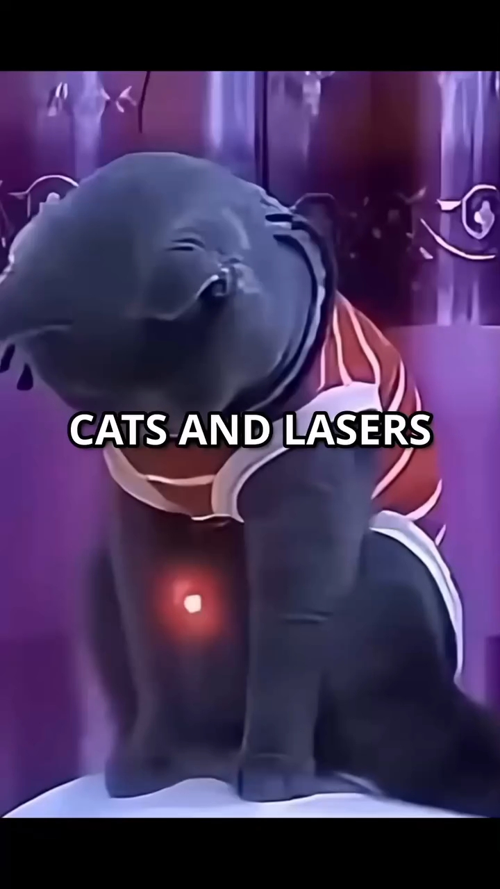 Cats and Dogs funny video