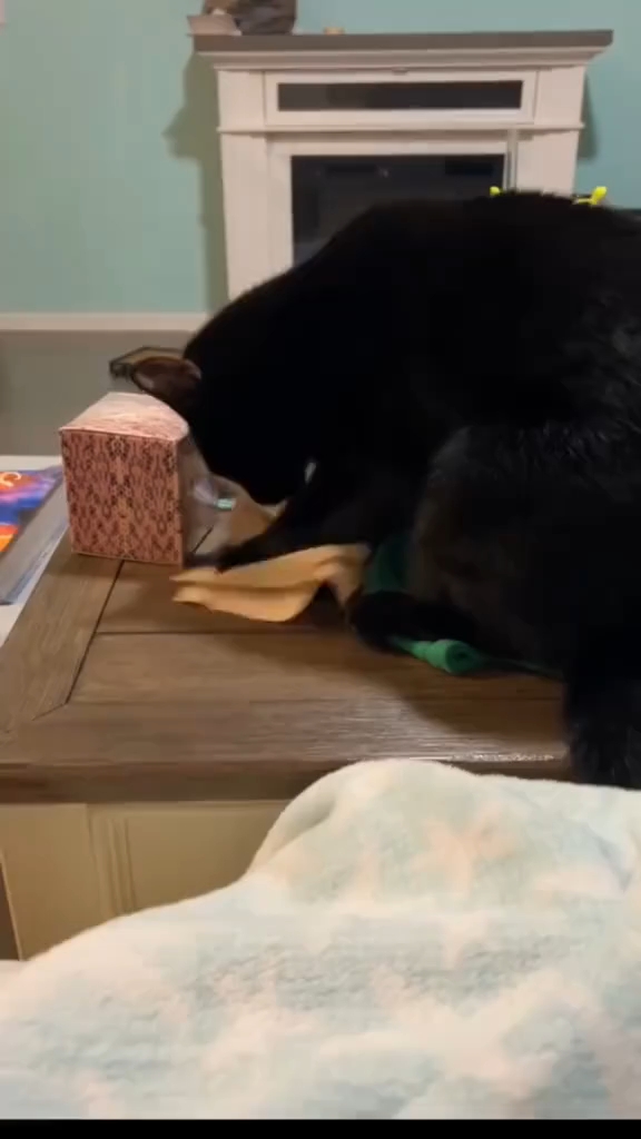 Cats and Dogs funny video