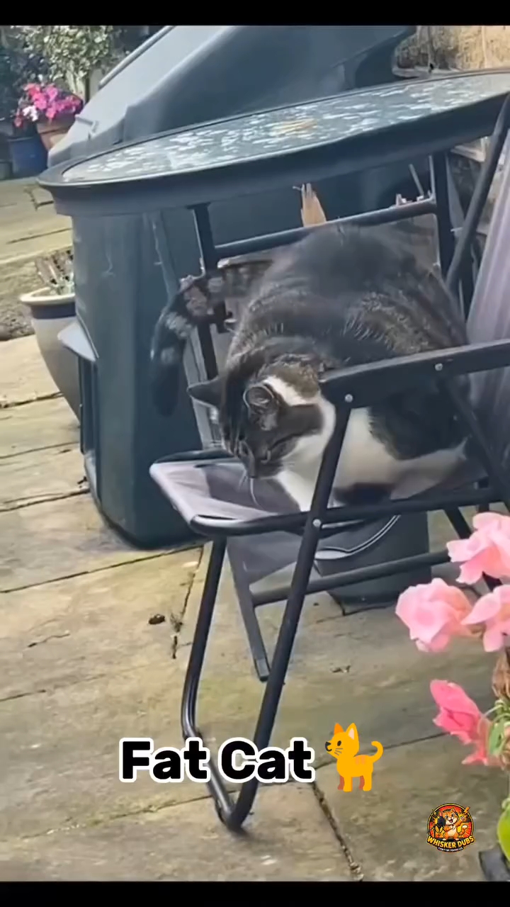 Cats and Dogs funny video