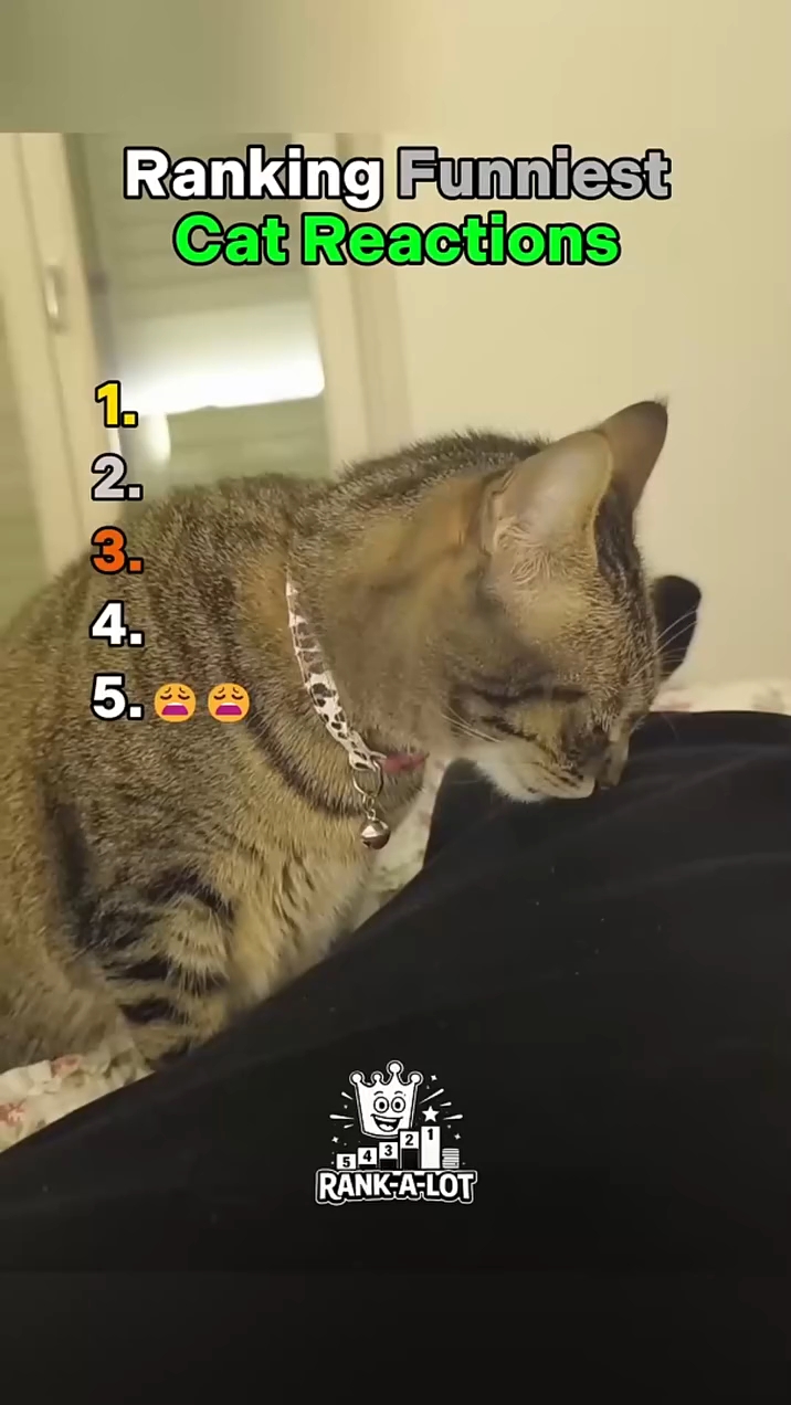 Cats and Dogs funny video