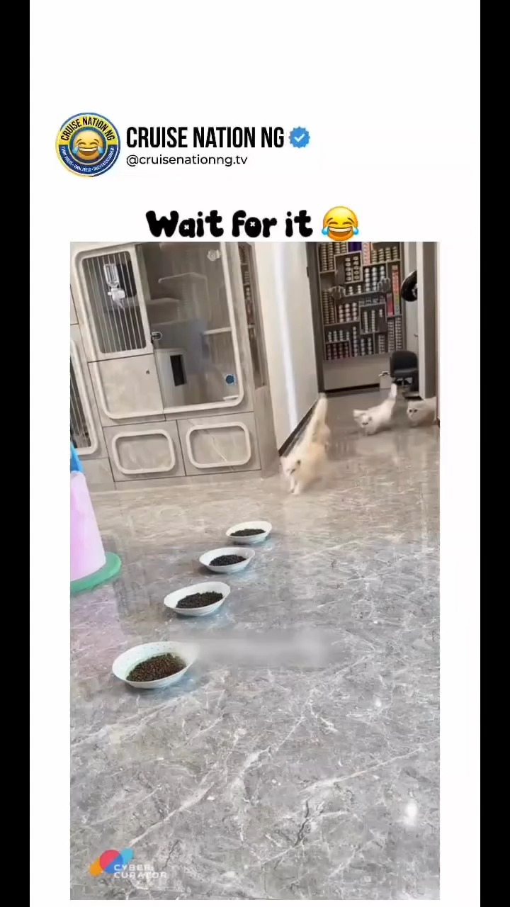 Cats and Dogs funny video
