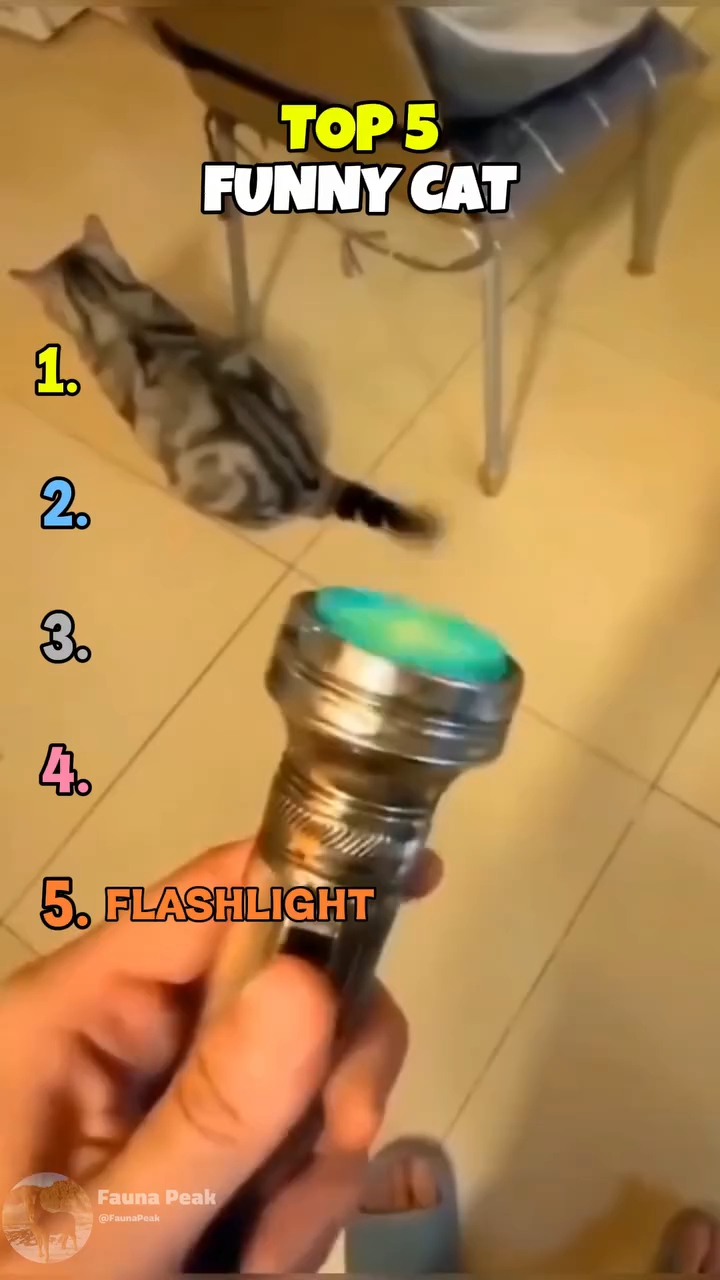 Cats and Dogs funny video