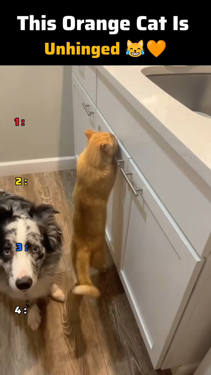 Cats and Dogs funny video