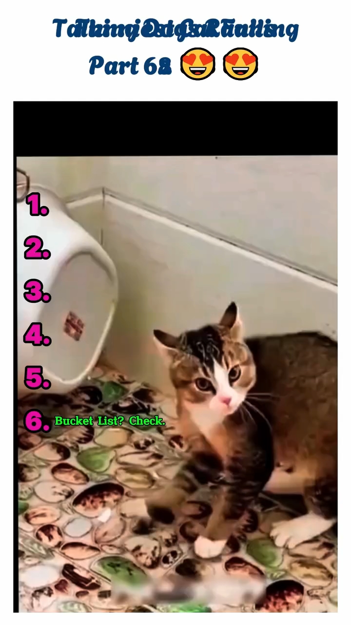 Cats and Dogs funny video