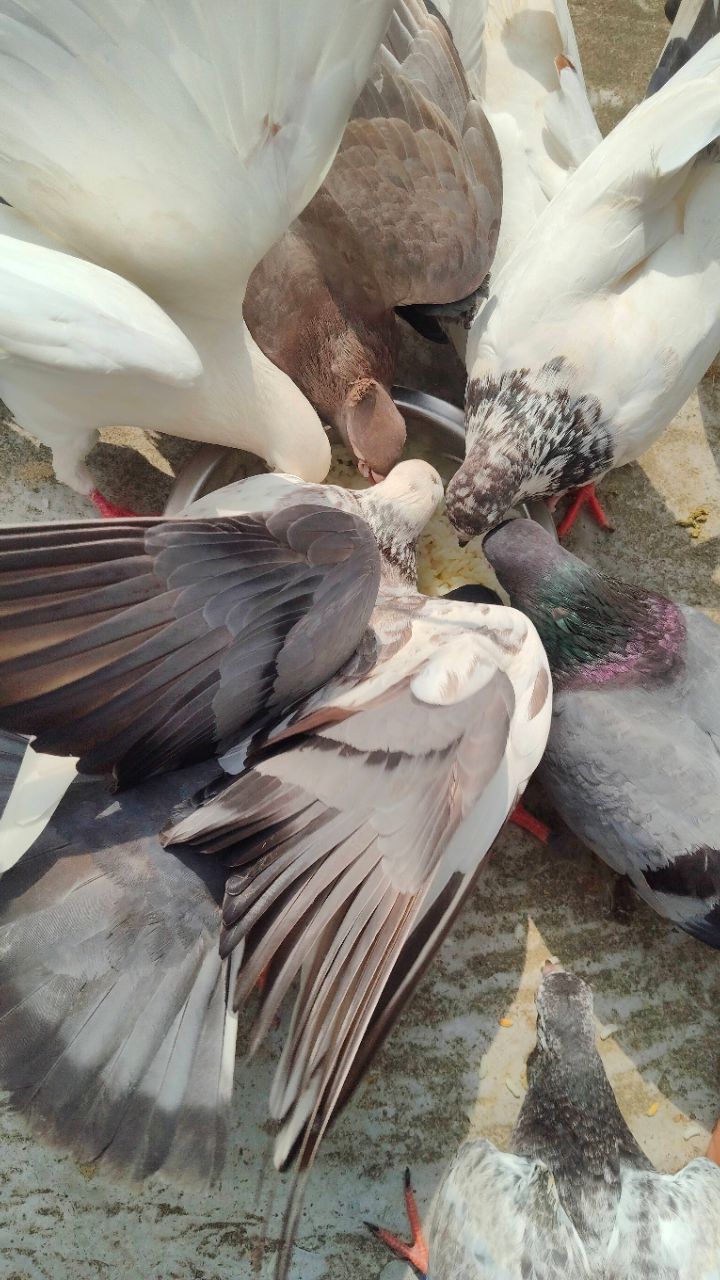 নতুন পায়রা উড়ালাম 🕊️