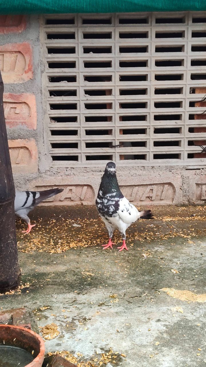napta kabutar 😈